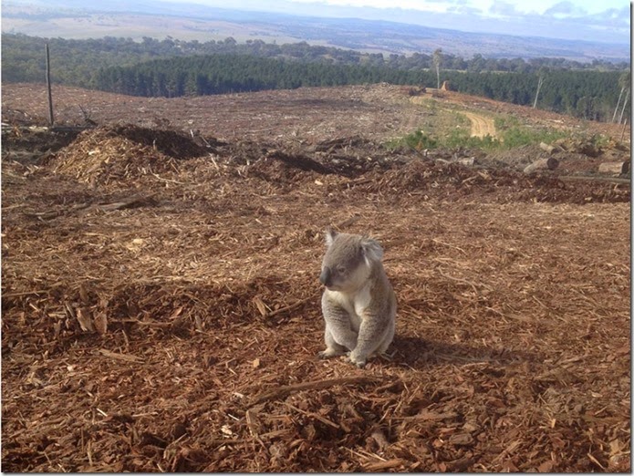 Koala Lost Her Home