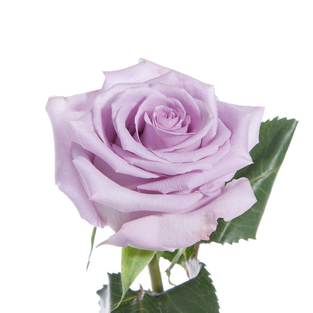 favorite, lavender rose.