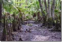 Cypress knees in Jim Creek