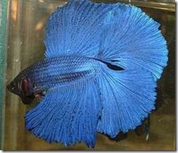 betta38