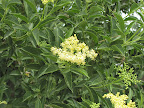 Arizona Rosewood, close-up Tucson Wash 4/16