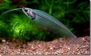 be-ca-canh-glass_catfish_cathuytinh002-be-thuy-sinh