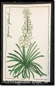 yucca plant