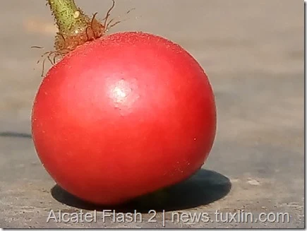 Kamera Alcatel Flash 2 vs Meizu M2 Note