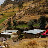 Pastoreando -  Estrada para Huaraz, Peru