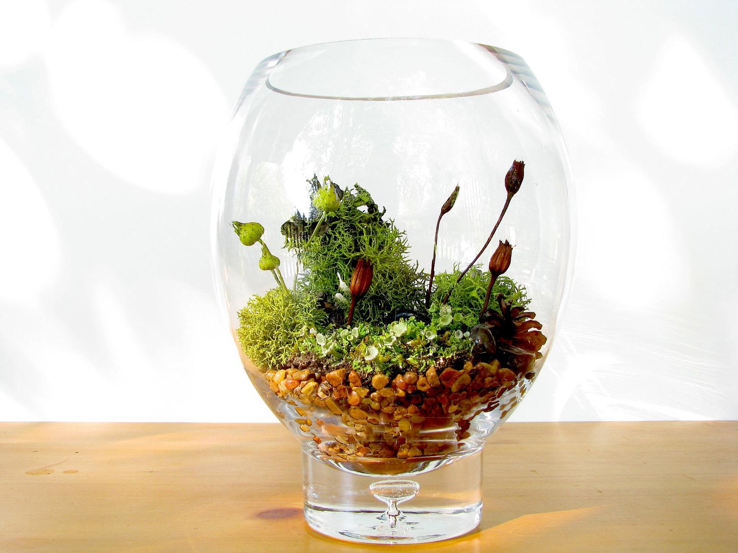 Modern Lichen Terrarium: Lovely Lichen Vase Terrarium. From TinyTerrains