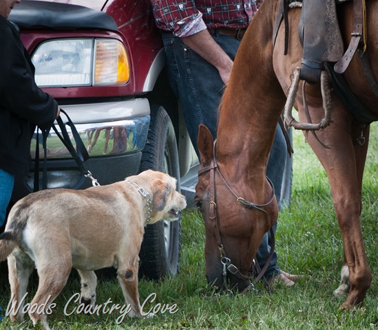 [miggy-meets-horse-1-of-13.jpg]