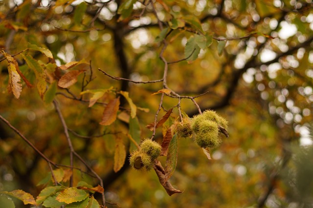 Holt country park Norfolk in autumn