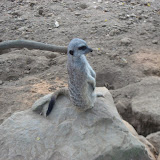 A meerkat at the Nashville Zoo 09032011b