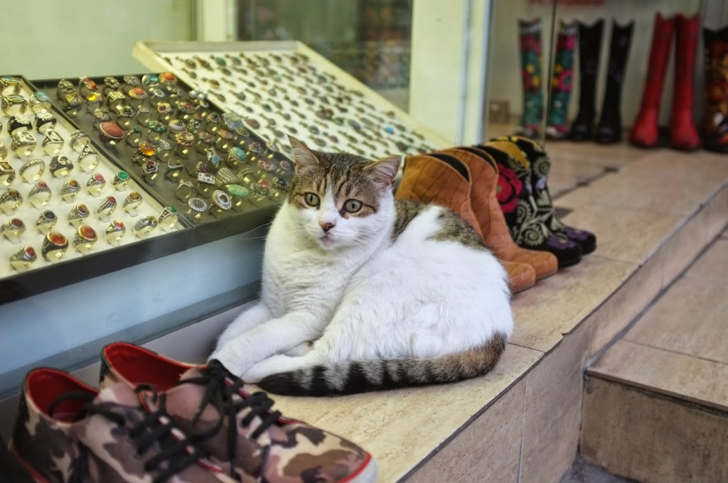 cats of istanbul