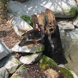 A duck at the Nashville Zoo 09032011