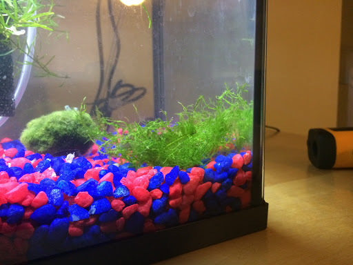 Aquarium «Live Aquarium Plants Company», reviews and photos, 240 NW 107th Ave, Miami, FL 33172, USA