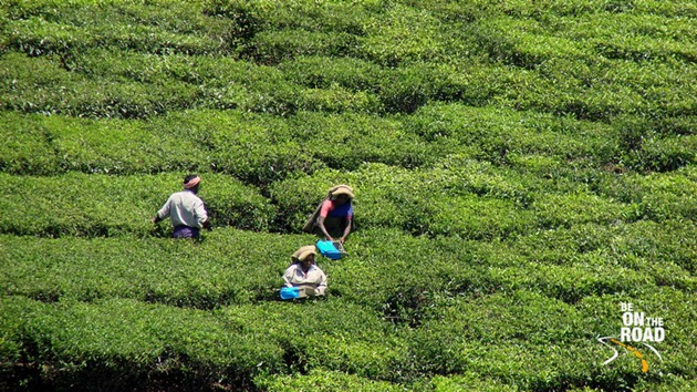 Tea plucking at Munnar