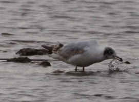 Digiscoping at Pensthorpe with Wex and Danny Porter