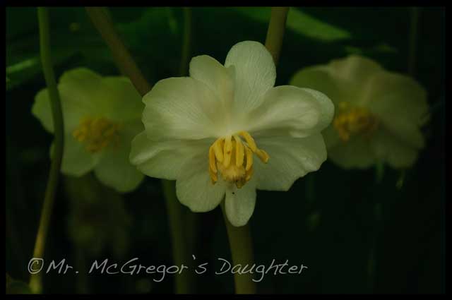 Wildflower Wednesday: May-apples!