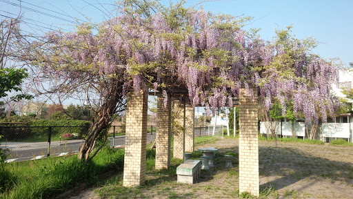 浅利公園藤棚