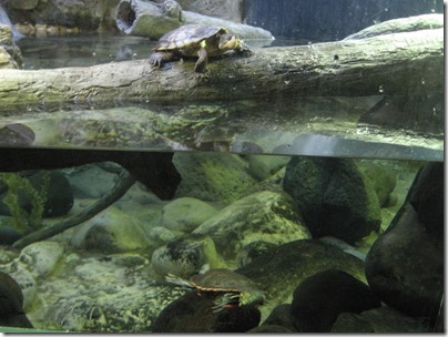 IMG_0183 Western Pond Turtles at the Oregon Zoo in Portland, Oregon on November 10, 2009