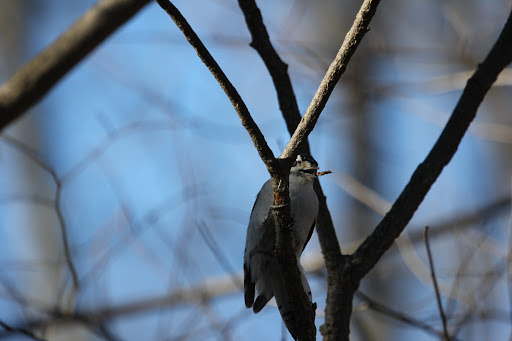 Check out the wood chip flying away as the Downy pecks at the branch!