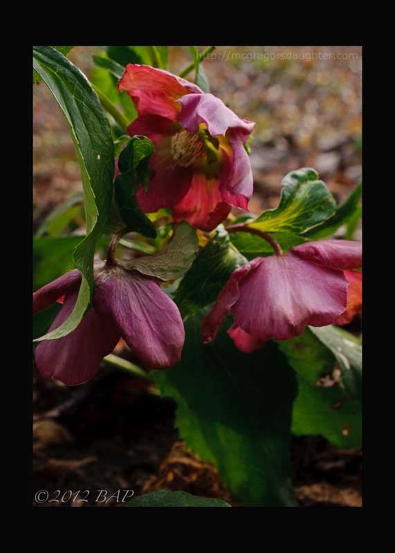 Lo, how a hellebore e'er blooming!