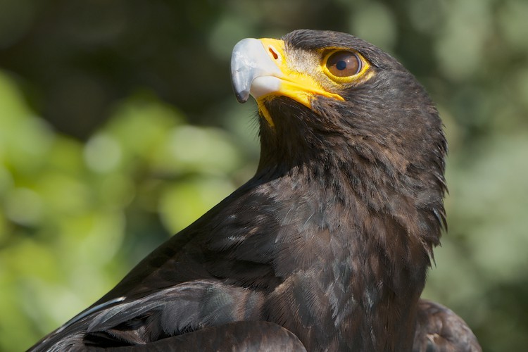 Verreaux’s eagle, also known as the black eagle, is at the centre of a dispute over a wind farm that the Watson family wants to build near Uitenhage.