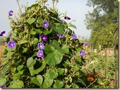 morning glories