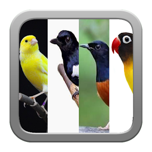 Download Kicau Burung Terbaik For PC Windows and Mac