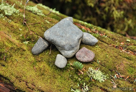 6. rock turtle-kab