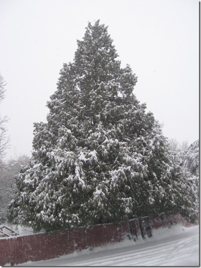 IMG_4828 Snow in Milwaukie, Oregon on December 22, 2008