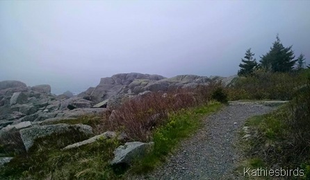 14. foggy trails at West Quoddy head sp 5-30-15
