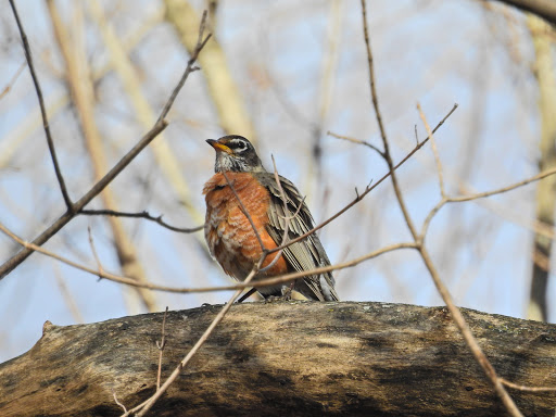 Nature Preserve «Hidden Oaks Conservation Area», reviews and photos, 419 Trout Farm Rd, Bolingbrook, IL 60440, USA