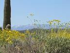 Brittlebush, mt. views from Fry Ranch
