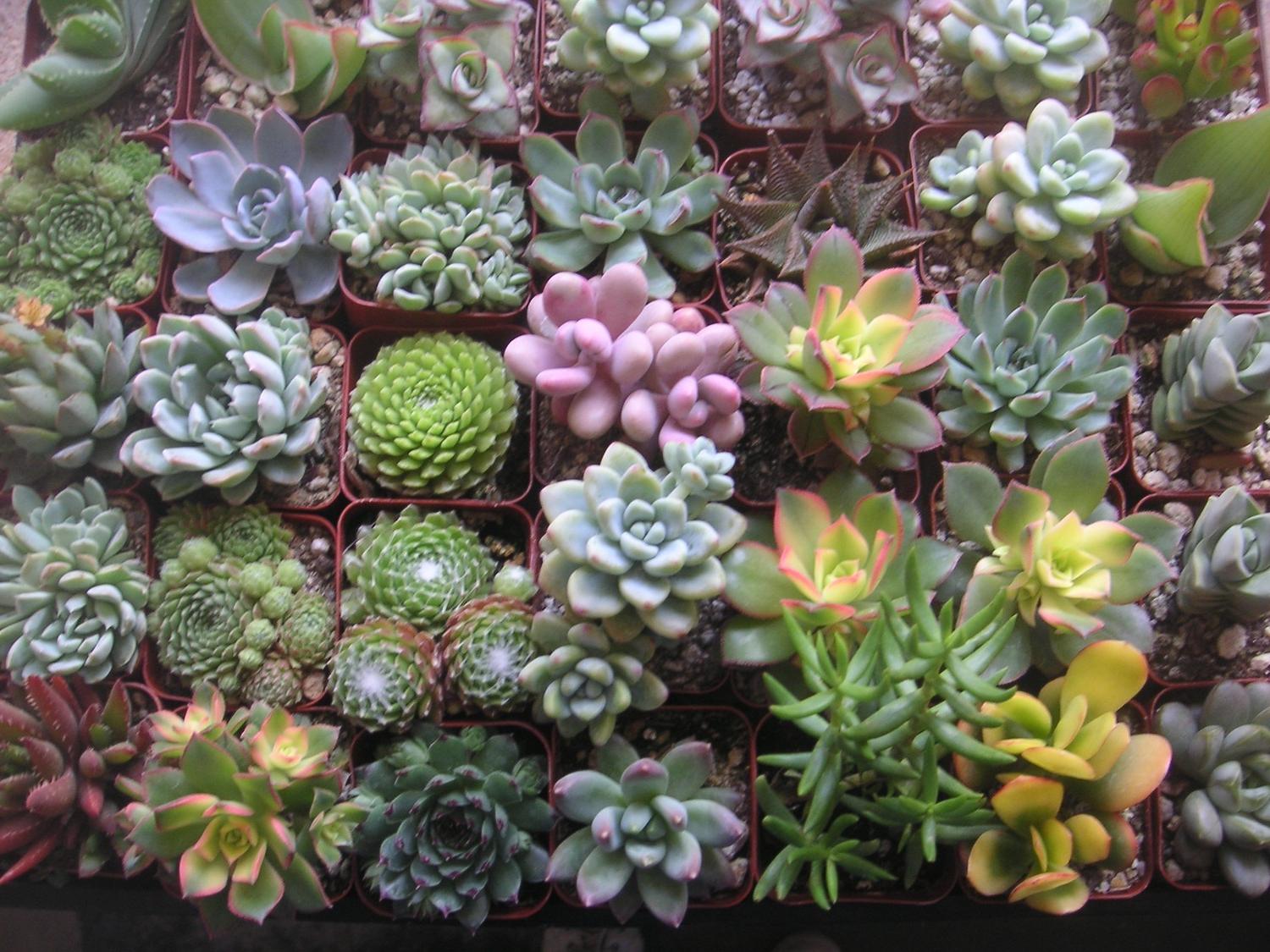 An Assortment Of 50 QUALITY Succulents For Rustic Wedding Favors, Bouquets,