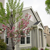 Cherry blossoms at our house.