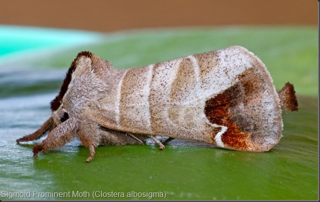 Sigmoid Prominent Moth (Clostera albosigma)