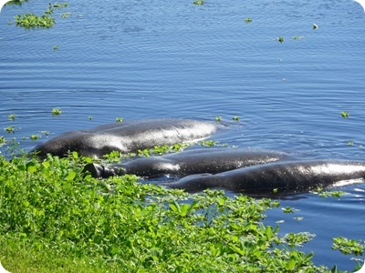 manatees