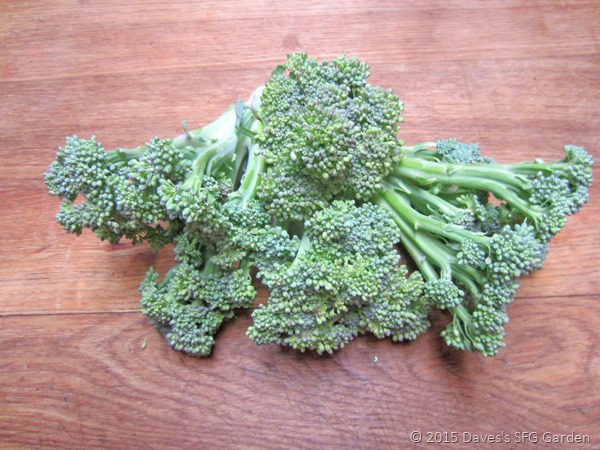 [broccoli3.jpg]