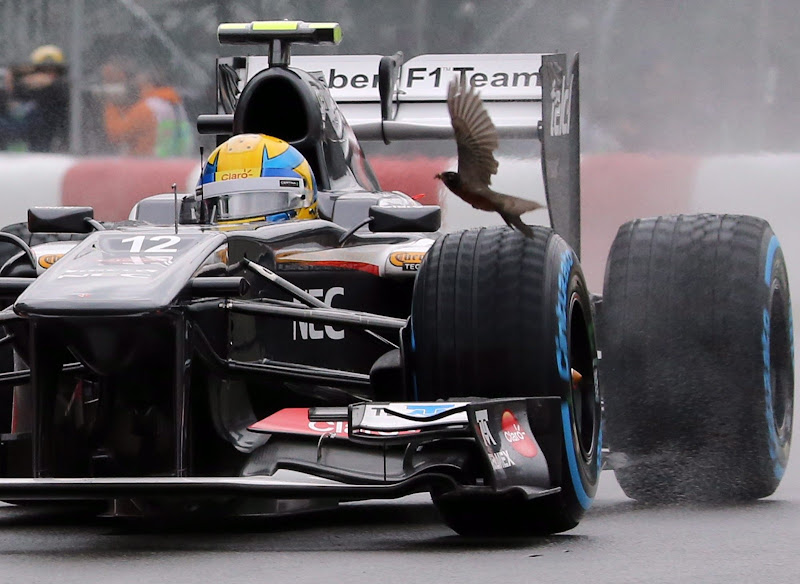 Эстебан Гутьеррес и птичка над колесом его Sauber во время свободных заездов на Гран-при Канады 2013