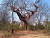 The Leper Tree of Malawi