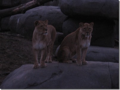 IMG_1029 African Lions at the Oregon Zoo in Portland, Oregon on December 8, 2009