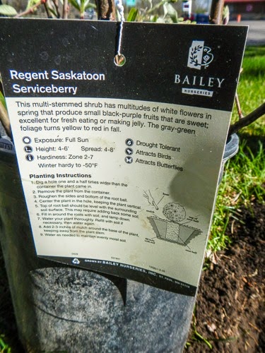 Planting a Serviceberry
