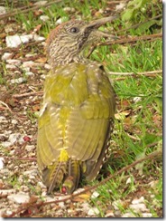 Green Woodpecker