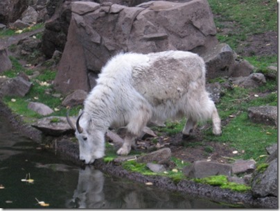 IMG_0590 Rocky Mountain Goat at the Oregon Zoo in Portland, Oregon on November 10, 2009