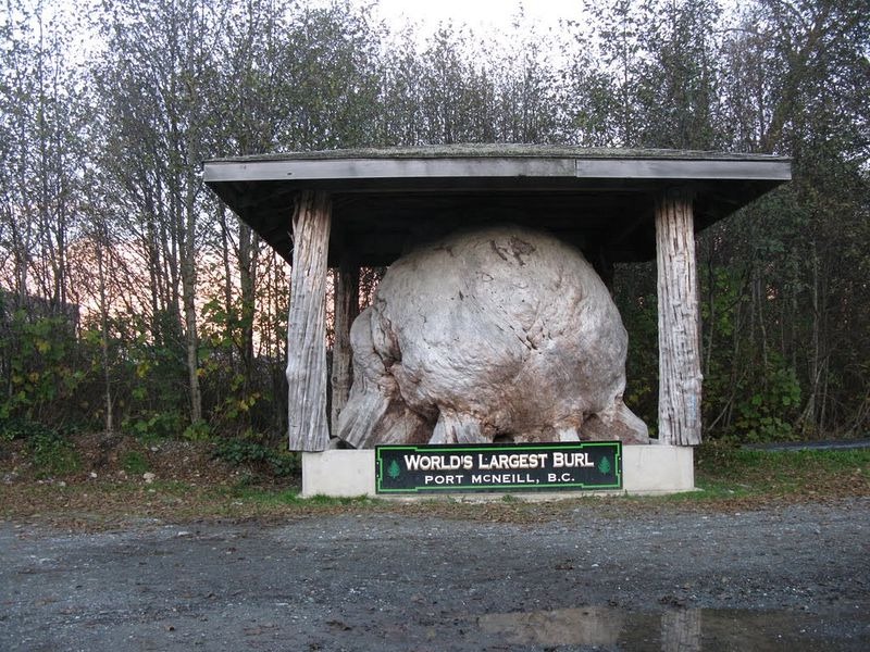 largest-burl-port-mcneill-4