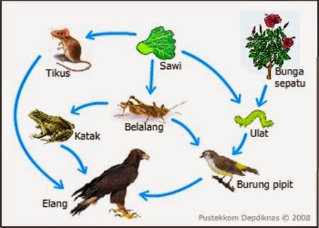 contoh rantai makanan