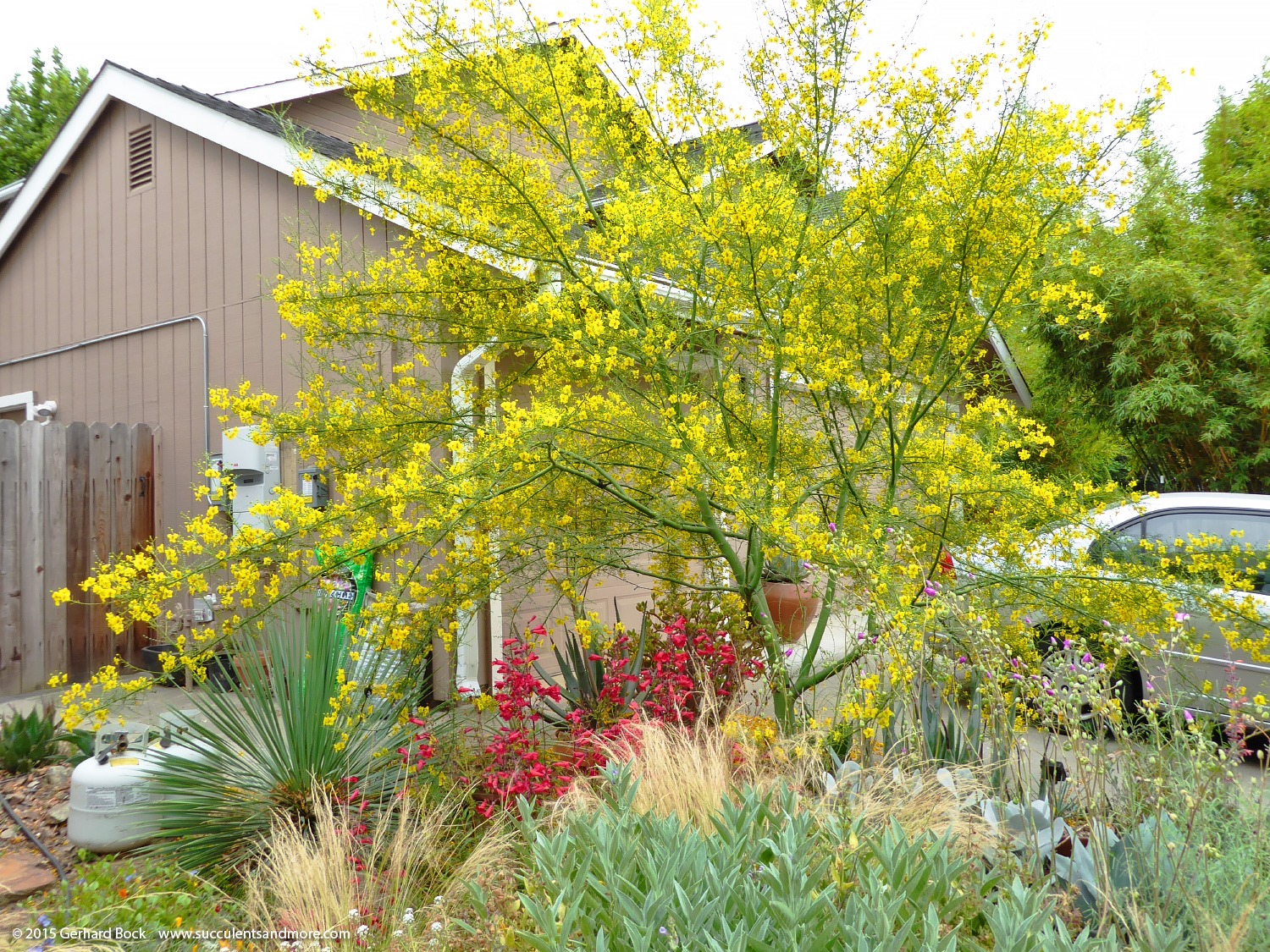 [150603_Parkinsonia-Desert-Museum-flowering_007%255B6%255D.jpg]