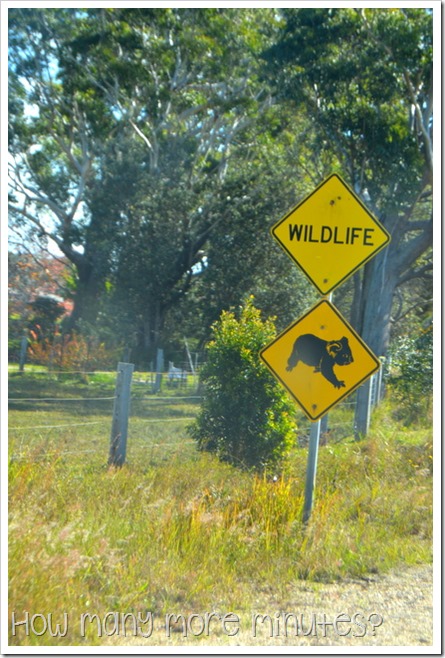 Koala roadsign near Port Macquarie | How Many More Minutes?