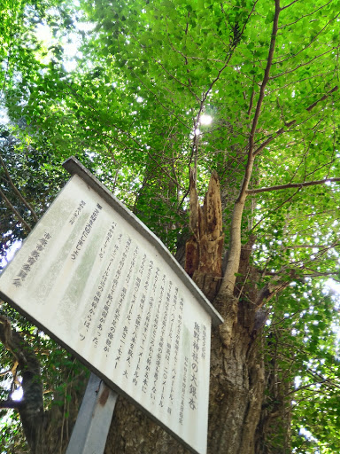 熊野神社 大銀杏