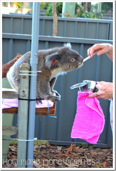 The Koala Hospital at Port Macquarie | How Many More Minutes?