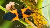 Milkweed Bug Milkweed Bug
