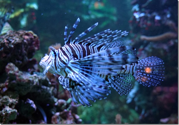 paris aquarium tropicale fish 111115 00008